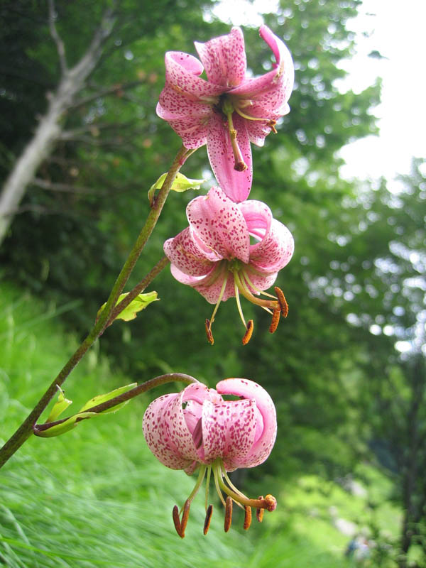  Image name: Giglio Martagone4.jpg 
 width: 600 pixel 
 height: 800 pixel 
 Size: 112535 bytes 
 Click to enlarge 